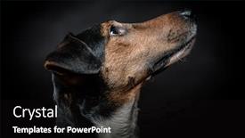  Presentation with black - Amazing slides having young-terrier-dog-portrait backdrop and a black colored foreground