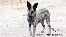  Presentation with texas - PPT theme having young texas heeler dog standing background and a light gray colored foreground