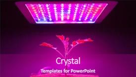  Presentation with tomato plant - Presentation theme with young tomato plant under led background and a violet colored foreground