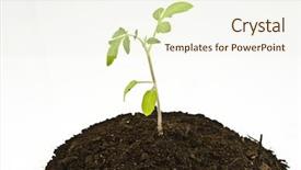  Presentation with tomato plant - Amazing presentation having young tomato plant backdrop and a cream colored foreground