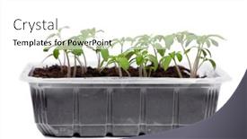  Presentation with plastic container - Slide deck featuring young-tomato-seedlings background and a white colored foreground