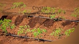  Presentation with greenhouse irrigation - Audience pleasing theme consisting of young-tomatoes-at-a-greenhouse backdrop and a red colored foreground