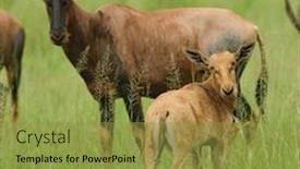  Presentation with national - Audience pleasing PPT theme consisting of young-topi-with-mother-damaliscus backdrop and a gold colored foreground