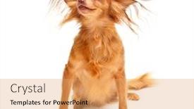  Presentation with toy - Colorful slide deck enhanced with young-toy-terrier-dog backdrop and a yellow colored foreground