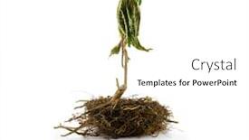  Presentation with tree - Slide deck with young-tree-uprooted-isolated background and a white colored foreground