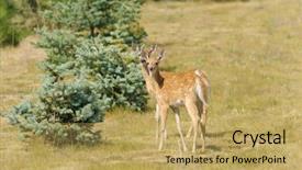  Presentation with deer - Cool new presentation with young urbanized white-tailed deer backdrop and a yellow colored foreground