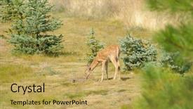  Presentation with deer hunting - Colorful slides enhanced with young urbanized white-tailed deer backdrop and a yellow colored foreground