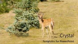  Presentation with whitetail deer - Presentation theme featuring young urbanized white-tailed deer background and a yellow colored foreground
