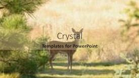  Presentation with deer - Presentation design enhanced with young-urbanized-white-tailed-deer background and a blonde colored foreground