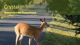  Presentation with deer - Beautiful presentation design featuring young-urbanized-white-tailed-deer backdrop and a tawny brown colored foreground