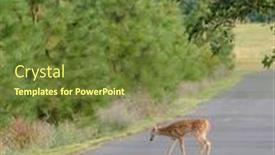  Presentation with deer - Audience pleasing presentation theme consisting of young-urbanized-white-tailed-deer backdrop and a tawny brown colored foreground