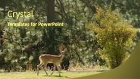  Presentation with deer - Cool new presentation design with young-urbanized-white-tailed-deer backdrop and a tawny brown colored foreground