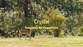  Presentation with deer - Slide set enhanced with young-urbanized-white-tailed-deer background and a tawny brown colored foreground