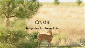  Presentation with deer - Theme featuring young-urbanized-white-tailed-deer background and a blonde colored foreground