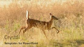  Presentation with deer - Slides enhanced with young-urbanized-white-tailed-deer background and a yellow colored foreground