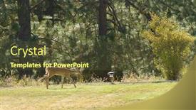  Presentation with deer - Slide deck consisting of young-urbanized-white-tailed-deer background and a tawny brown colored foreground