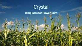  Presentation with corn plant - Slides consisting of young vegetation on a corn background and a ocean colored foreground