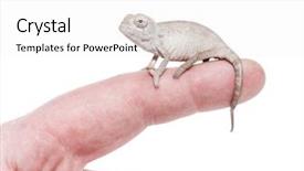  Presentation with young marines - Presentation theme featuring young veiled chameleon chamaeleo calyptratus background and a white colored foreground