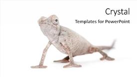  Presentation with young marines - Cool new PPT theme with young veiled chameleon chamaeleo calyptratus backdrop and a white colored foreground