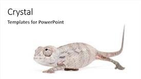  Presentation with youth leadership greenboard young - Beautiful slide set featuring young veiled chameleon chamaeleo calyptratus backdrop and a white colored foreground