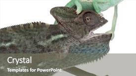  Presentation with young - PPT theme featuring young veiled chameleon chamaeleo calyptratus background and a  colored foreground