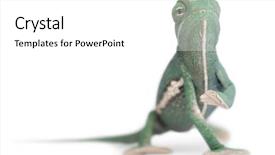  Presentation with youth leadership greenboard young - Presentation featuring young veiled chameleon chamaeleo calyptratus background and a white colored foreground