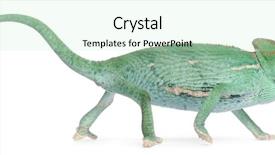  Presentation with young - Cool new presentation with young veiled chameleon chamaeleo calyptratus backdrop and a soft green colored foreground