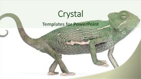  Presentation with young - Audience pleasing slides consisting of young veiled chameleon chamaeleo calyptratus backdrop and a mint green colored foreground