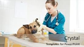  Presentation with vet - Beautiful PPT theme featuring young vet in workwear examining backdrop and a coral colored foreground