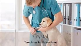  Presentation with golden - Slide deck featuring young-veterinarian-cutting-golden-retriever background and a coral colored foreground