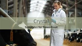  Presentation with livestock - Presentation with young-veterinarian-of-modern-cowfarm background and a mint green colored foreground