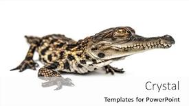  Presentation with crocodile - Audience pleasing PPT layouts consisting of young-west-african-slender-snouted backdrop and a white colored foreground