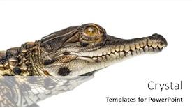  Presentation with crocodile - Slide deck featuring young-west-african-slender-snouted background and a white colored foreground