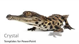  Presentation with crocodile - Amazing PPT layouts having young-west-african-slender-snouted backdrop and a white colored foreground