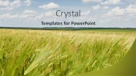  Presentation with summer sun - Beautiful theme featuring young wheat field as background bright sun beautiful summer landscape backdrop and a lemonade colored foreground