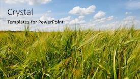  Presentation with summer sun - Theme having young wheat field closeup as background bright sun beautiful summer landscape background and a light blue colored foreground