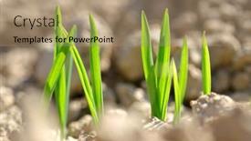  Presentation with wheat growing - Slide set featuring young-wheat-seedlings-growing background and a coral colored foreground