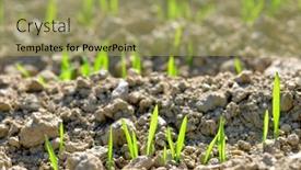  Presentation with wheat growing - Cool new slide deck with young-wheat-seedlings-growing backdrop and a yellow colored foreground