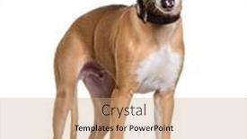  Presentation with dog - Presentation theme with young-whippet-dog-isolated background and a coral colored foreground