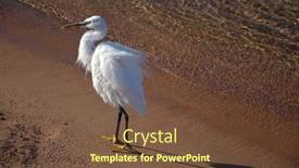  Presentation with bird hunting - Presentation consisting of young-white-bird background and a tawny brown colored foreground