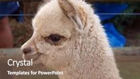  Presentation with close up of young girls - Amazing presentation theme having orde lama - young white cria close up backdrop and a coral colored foreground