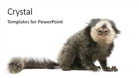  Presentation with old butcher shop - Theme consisting of young white-headed marmoset callithrix geoffroyi 5 months old in front of white background studio shot background and a white colored foreground