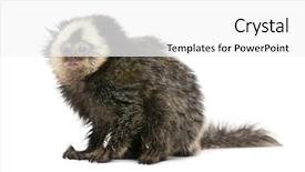  Presentation with old young - Presentation design having young white-headed marmoset callithrix geoffroyi 5 months old in front of white background studio shot background and a white colored foreground