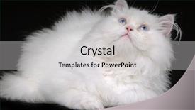  Presentation with kitten - Presentation theme featuring close up persian cats - young white kitten isolated background and a light gray colored foreground