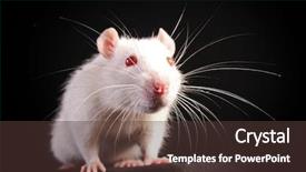  Presentation with white rat - Amazing presentation theme having young white rat posing backdrop and a tawny brown colored foreground