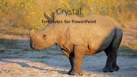  Presentation with old map south africa - PPT layouts enhanced with young-white-rhinoceros-ceratotherium-simum background and a gold colored foreground