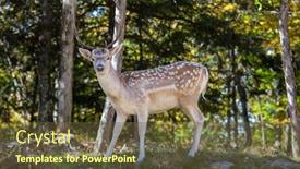  Presentation with deer - Slides enhanced with young-white-tailed-deer-grazes background and a tawny brown colored foreground