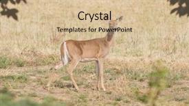  Presentation with buck and doe - Colorful presentation design enhanced with young whitetail doe odocoilus virginianus backdrop and a lemonade colored foreground