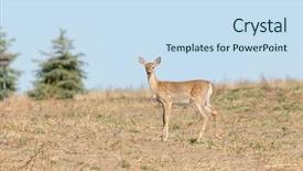  Presentation with hypertension in young - PPT theme featuring young whitetail fawn odocoilus virginianus background and a  colored foreground