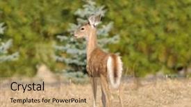  Presentation with youth leadership greenboard young - Cool new slide deck with young whitetail fawn odocoilus virginianus backdrop and a  colored foreground